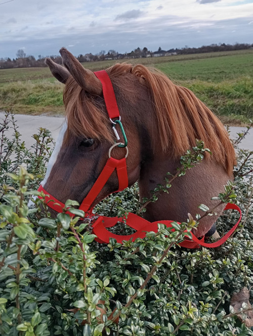 Hobby horse Chestnut — foto 1