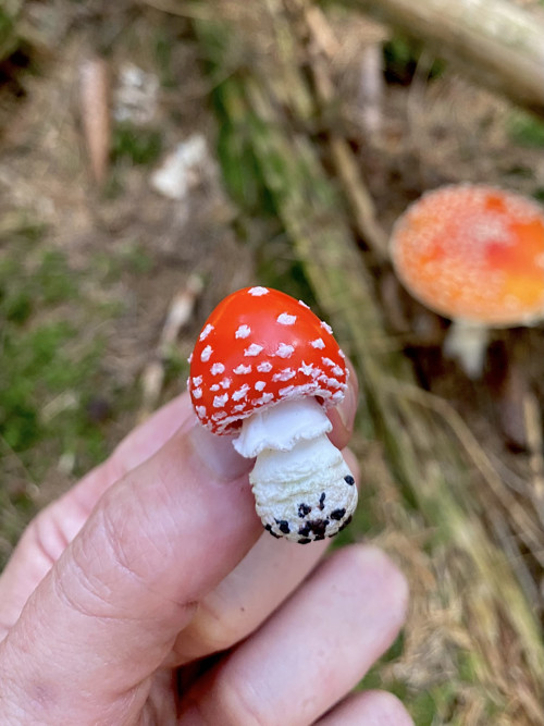 Fly Agaric "baby"