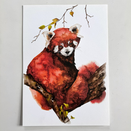 Panda červená - akvarel, tisk A3