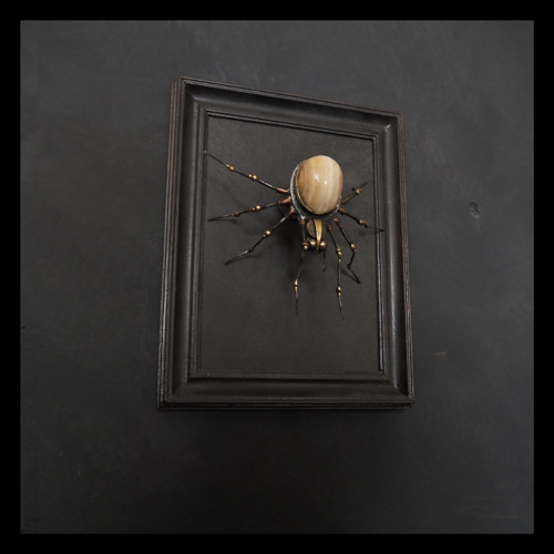 Spider - Alfréd Půdný v rámu