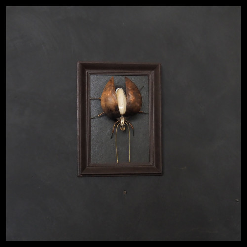 Beetle - brouk René Lítavý v rámu
