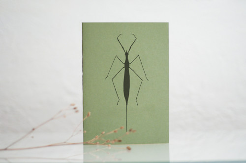 SEŠIT (Ranata linearis)