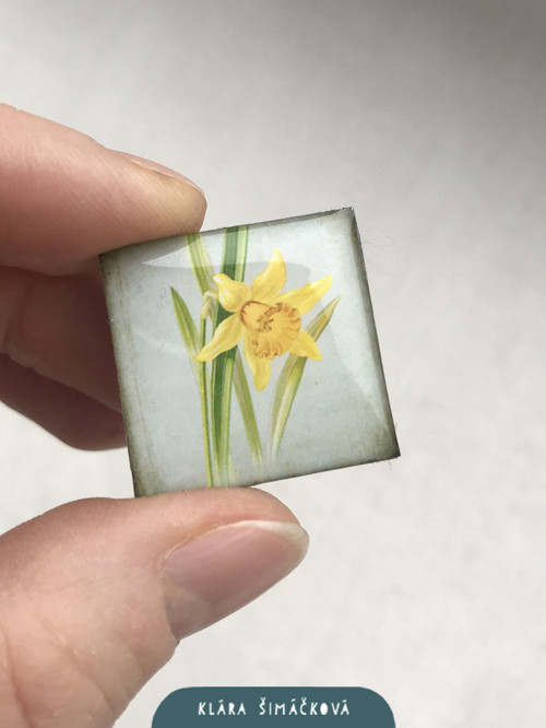 Narcis - magnetka