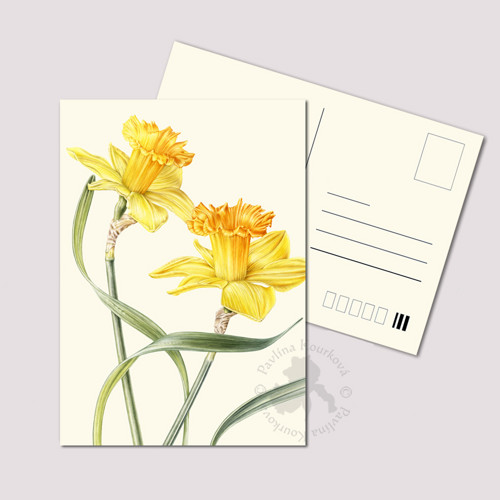 Narcisky - pohlednice