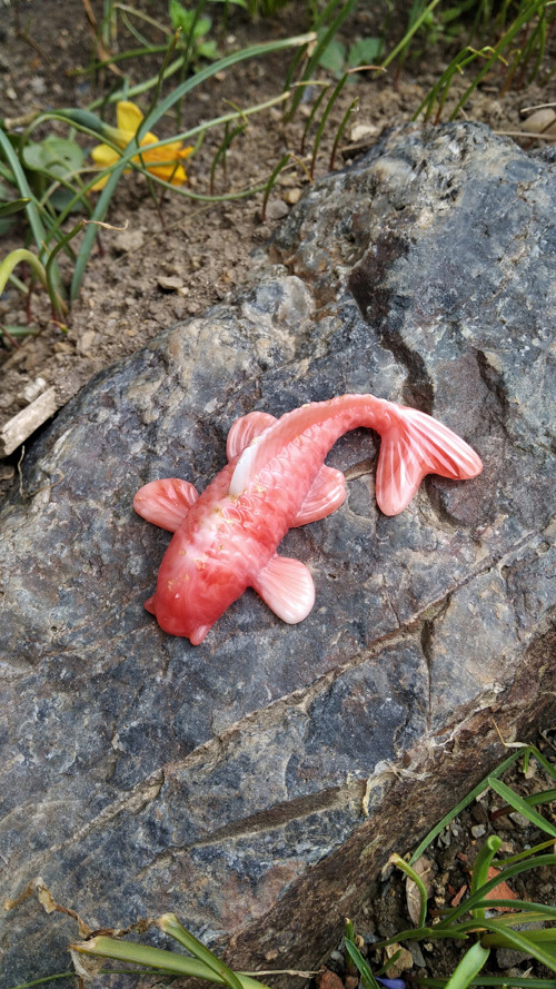 Koi kapřík