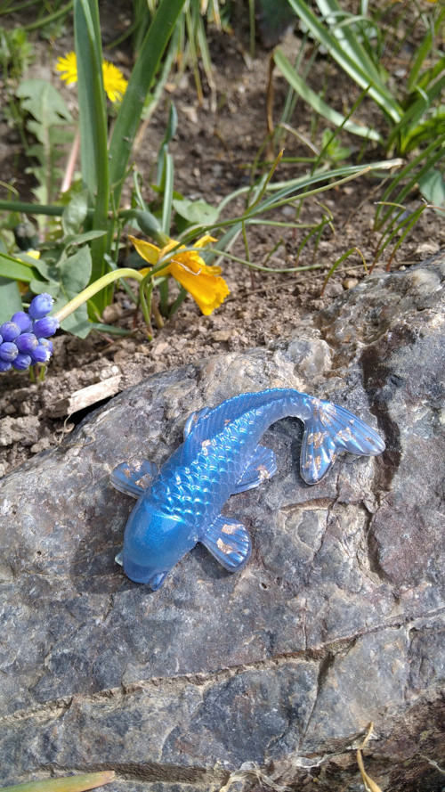 Koi kapřík