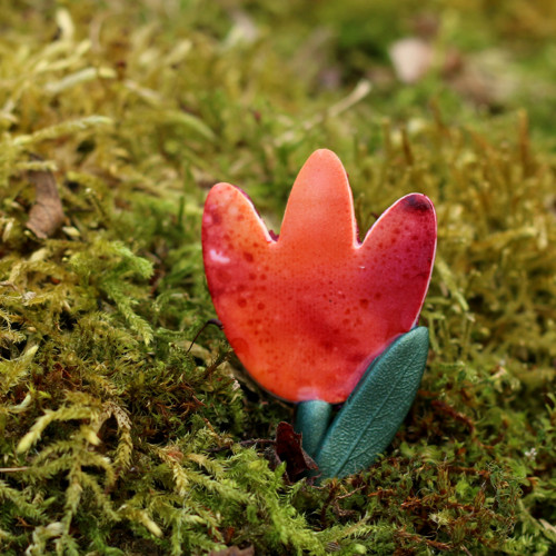 Tulipán — foto 1