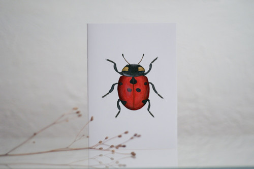 SEŠIT (coccinella septempunctata)