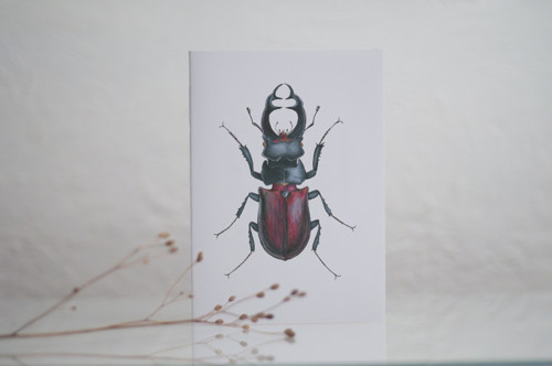 SEŠIT (lucanus cervus)