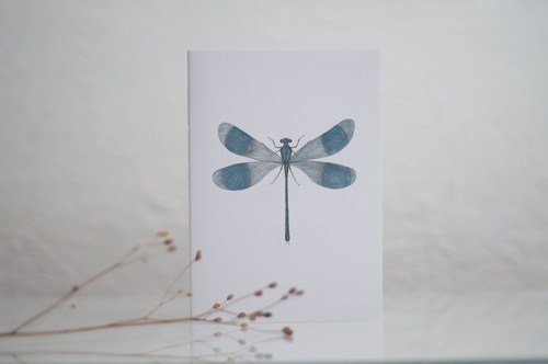 SEŠIT (calopteryx spledens)