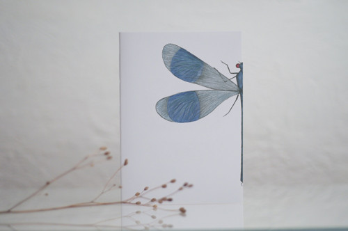 SEŠIT (calopteryx splendens)