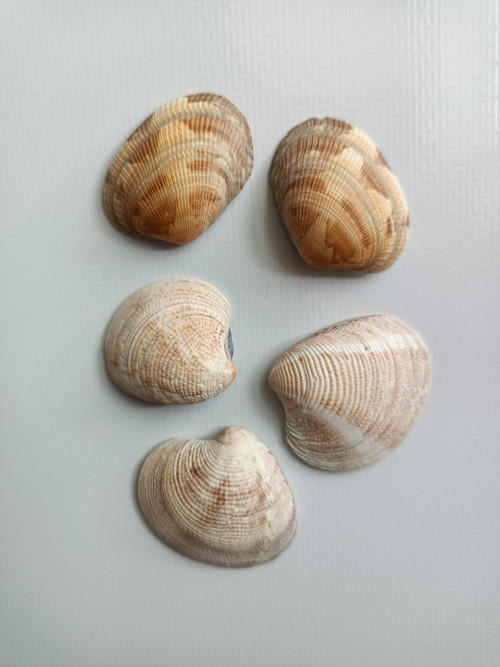Mušličkové magnetky IV — foto 1