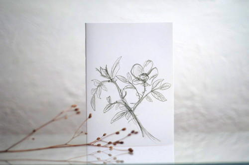 SEŠIT Rosa majalis herrm (sketch)