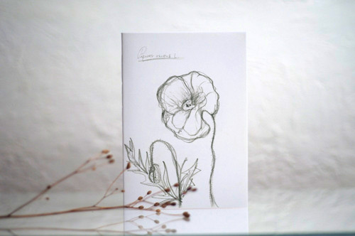 SEŠIT Papaver rhoeas (sketch)