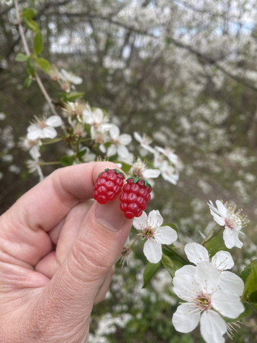 Raspberry — foto 1