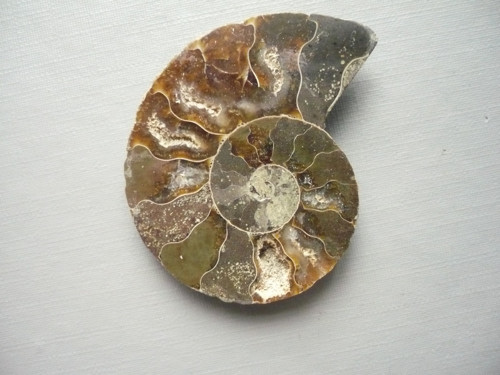 Amonit XXL 42 mm, č.3f