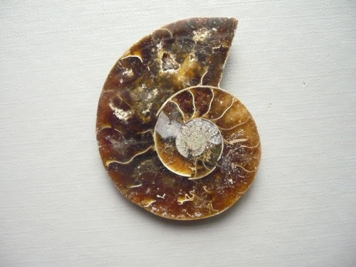 Amonit XXL 39 mm, č.9f