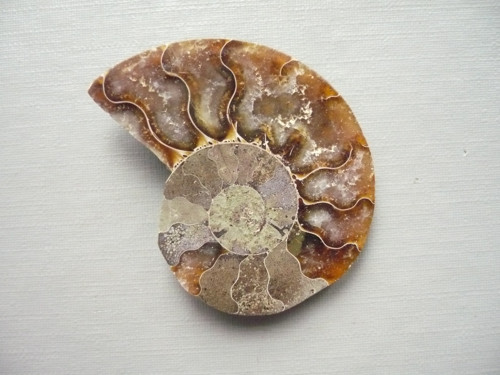Amonit XXL 41 mm, č.14f