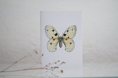 SEŠIT (Parnassius apollo) — foto 1