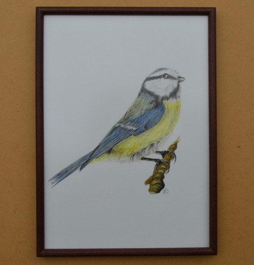 Akvarelová malba v rámu- Sýkorka modřinka 23x31cm