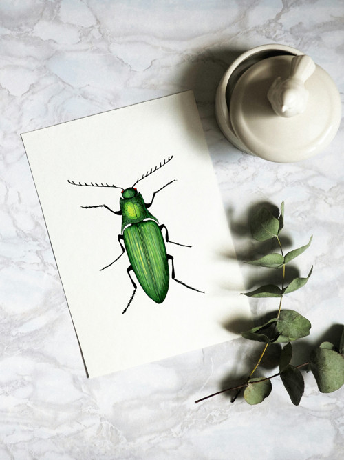 Ctenicera cuprea