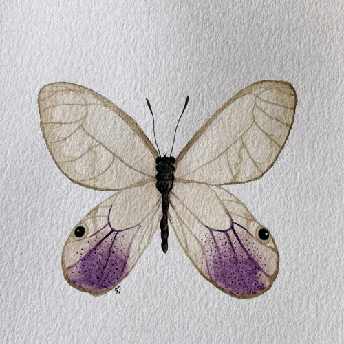 Cithaerias andromeda - akvarel, originál, A5