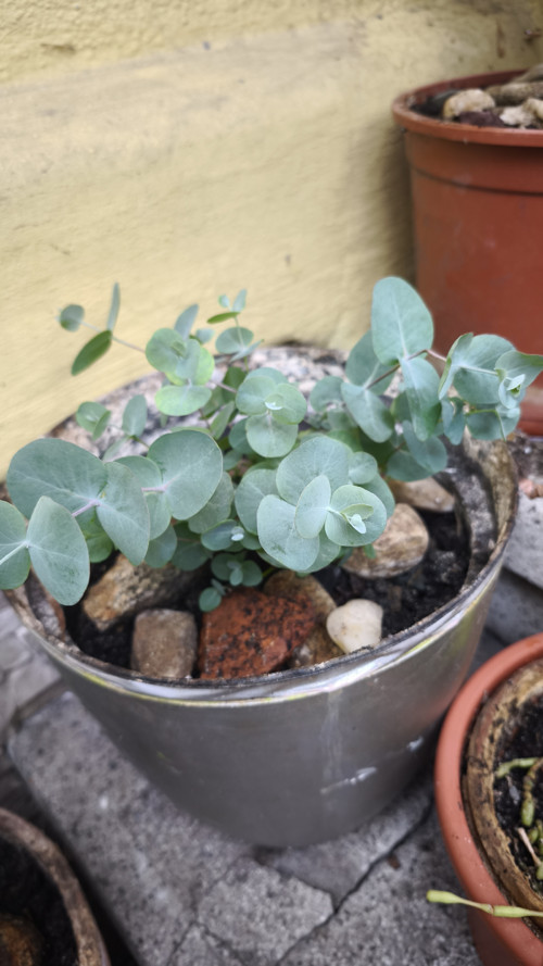Elegantní šedý Eucalyptus živá rostlina