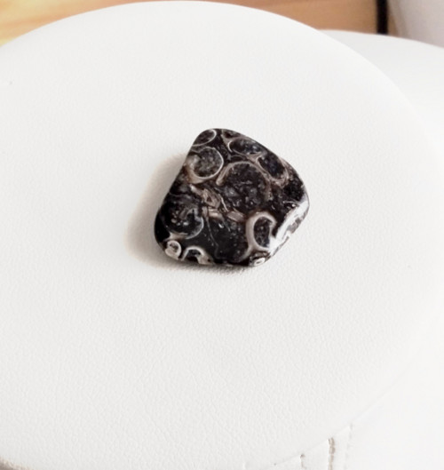 Turitella placka 20x18x6mm — foto 1