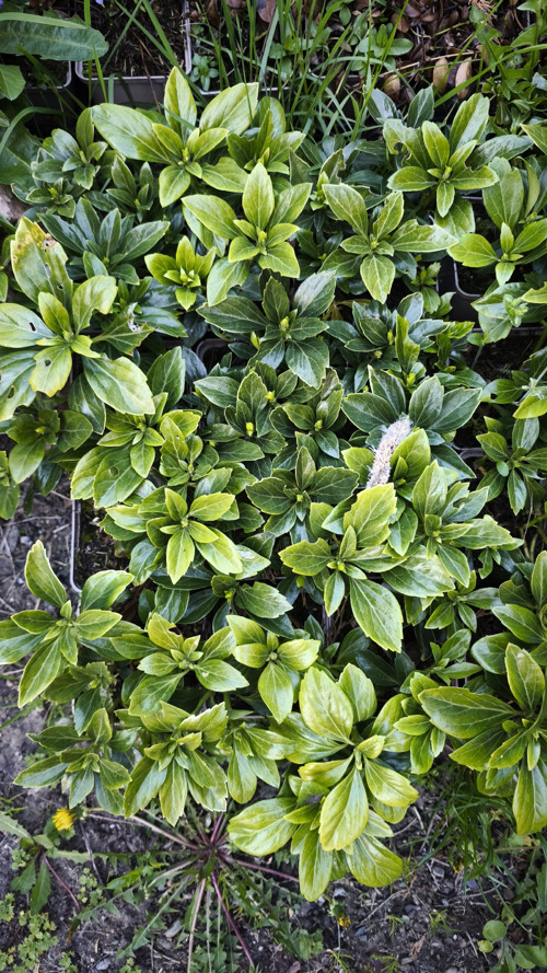 Stálezelený podrost .Náhrada travniku. Pachysandra