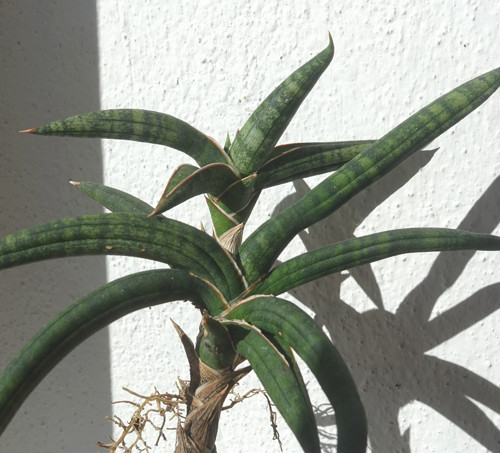 Tchynin jazyk, Sansevieria