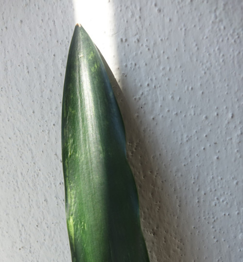 Tchynin jazyk, Sansevieria
