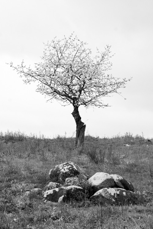 Fotka "Kvetoucí stromek"