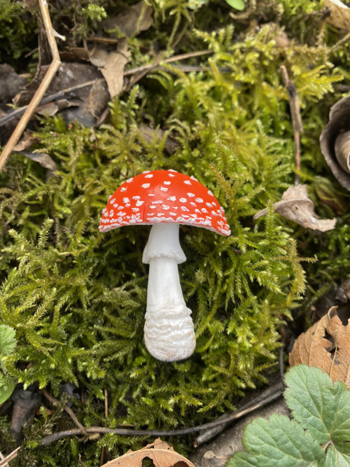 Amanita muscaria