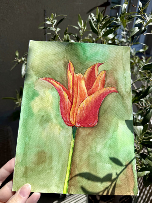 "Tulipán" Akvarelový obrázok
