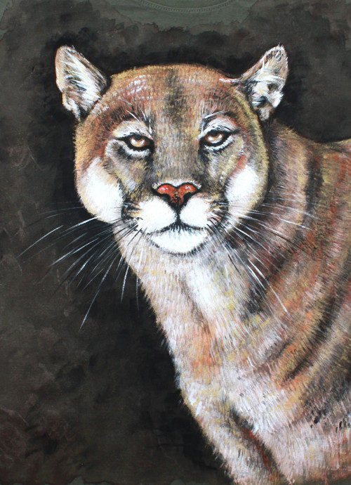 Puma 2, vel. XL