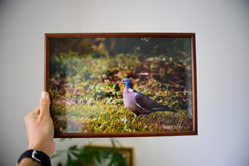 Tisk 20x30 cm v rámu: Columba palumbus