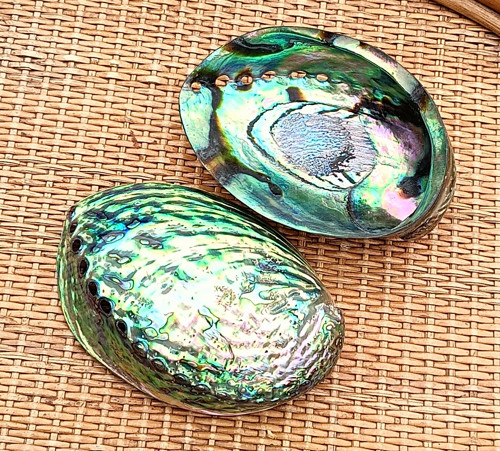 Maxi abalone paua mušle 12 cm z Nového Zélandu