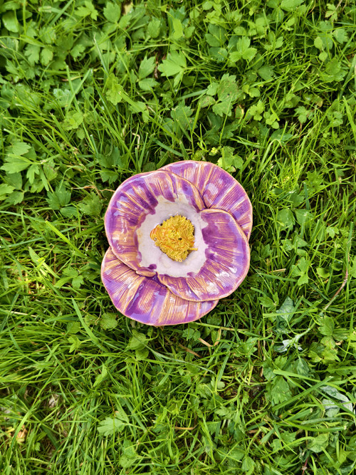Růžová Orchidej