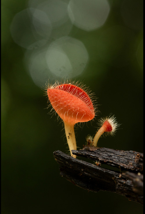 Cookeina tricholoma / Borneo