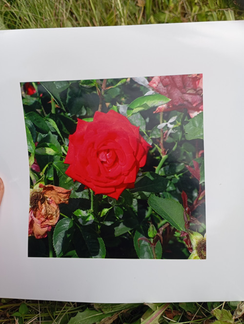 Fotogragie 15x15 cm s okraji