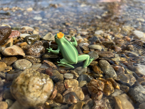 Žába korunka pearl green
