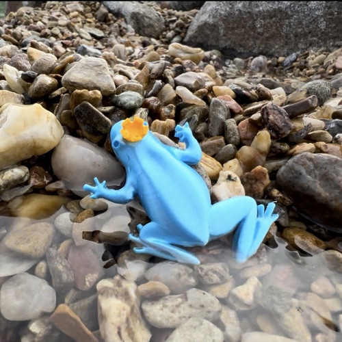Žába korunka aquamarine
