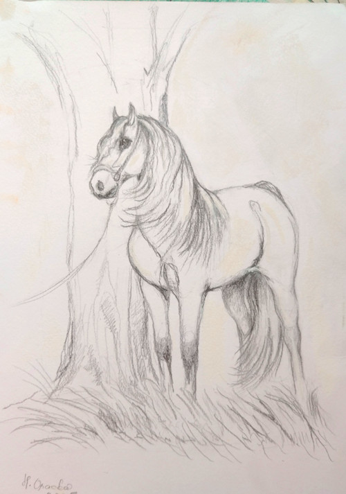 "Španělský kůň".. Kresba ,pastel29,5 X 21