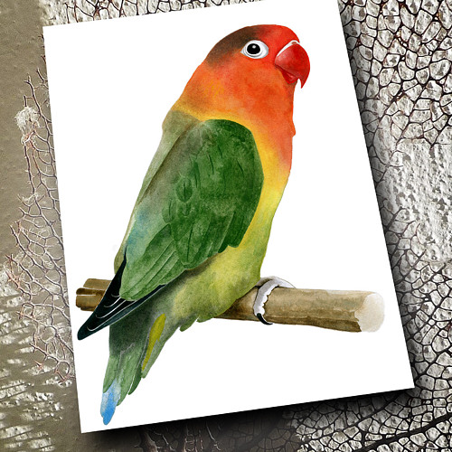 Přání - Agapornis Fischerův