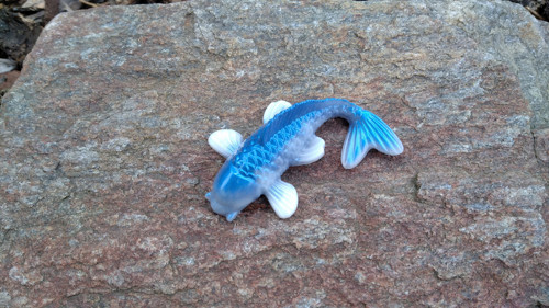 Koi kapřík