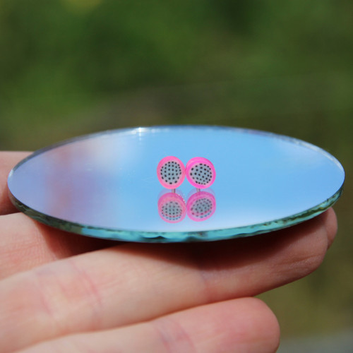 Mini pitahaya, pecky