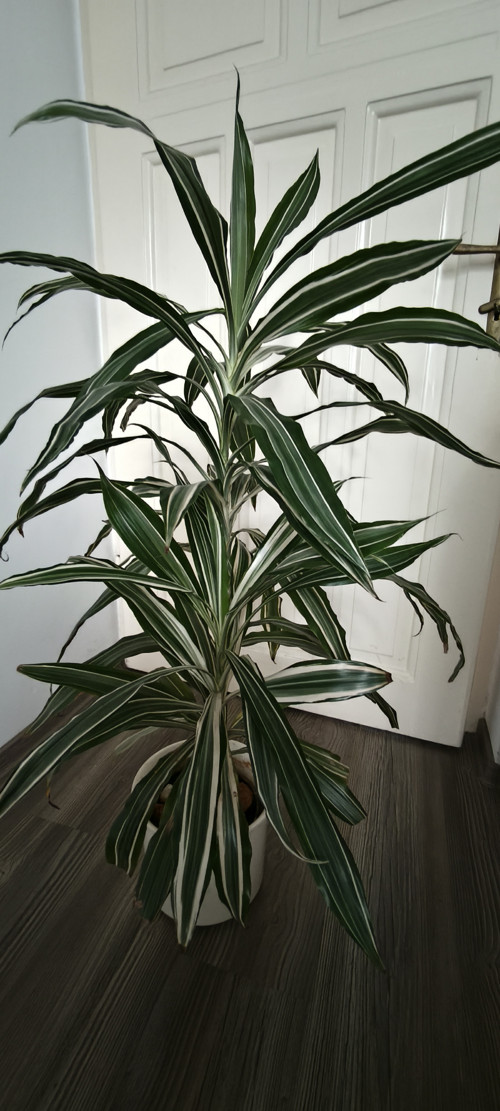 Dvojitá Dracena s bílou žilkou . Pokojovka 1,5 m