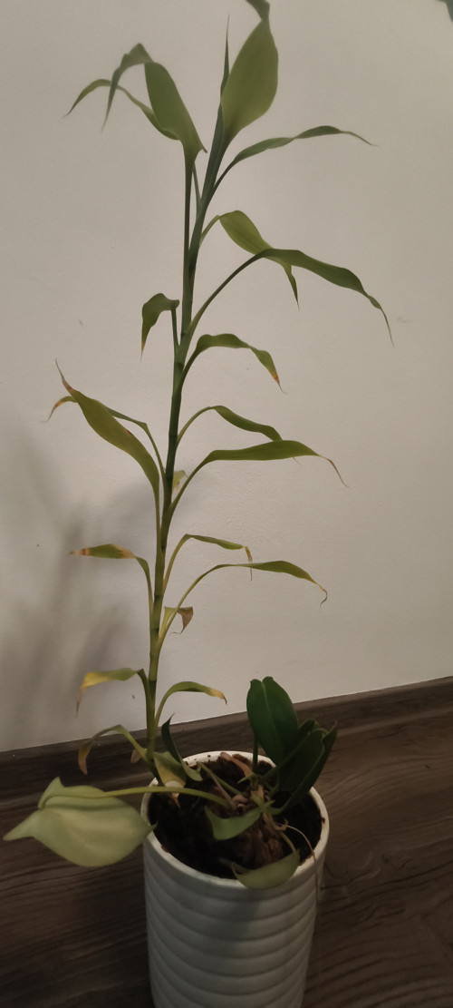 Bamboo a plazivka . Pokojovky 0.5 m