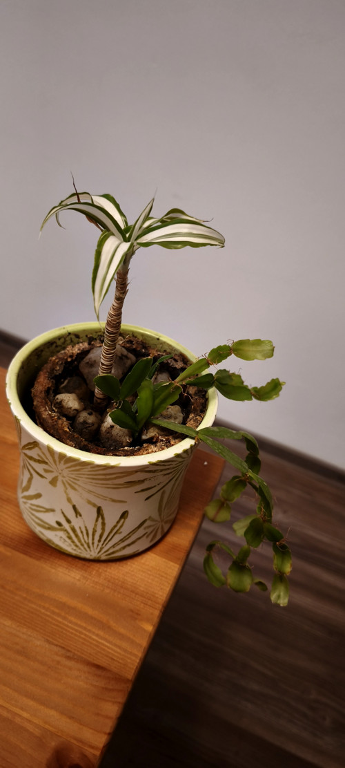 Baby Dracena a kaktus.Pokojovky v kera obalu tropy