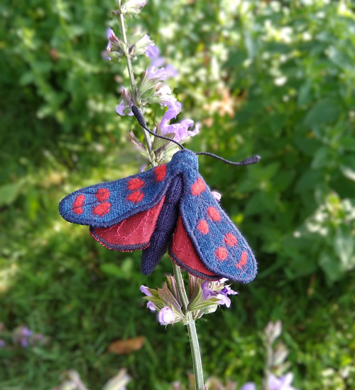 Brož- vřetenuška obecná — foto 1